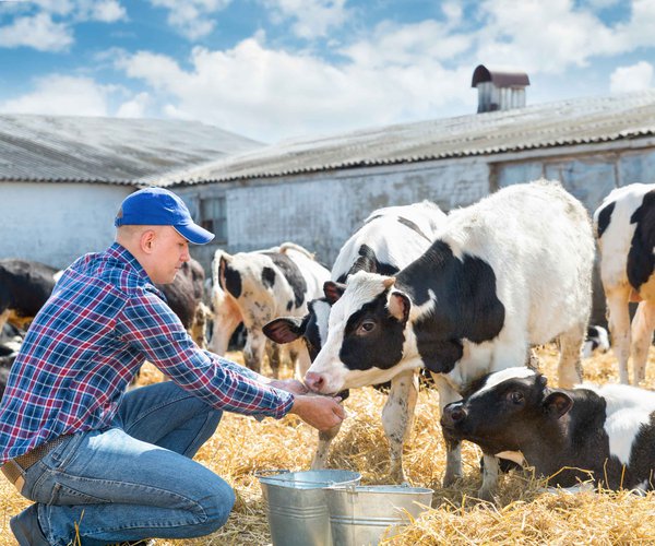 Fed Cattle Feed Cost Offset Initiative